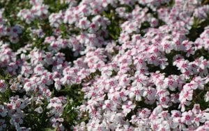Phlox subulata yayılıcı floks pharaoh pink eye