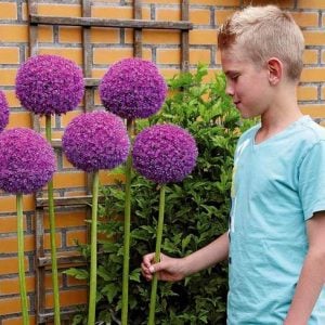 Allium soğanı giganteum mor ithal