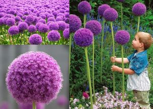 Allium soğanı giganteum mor ithal