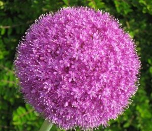 Allium soğanı giganteum mor ithal