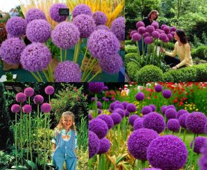 Allium soğanı giganteum mor ithal