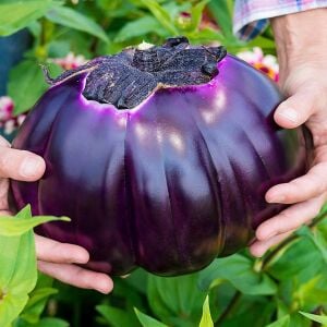 Violetta di Firenze Patlıcan Tohumu – İtalyan Atalık Mor-Beyaz Patlıcan