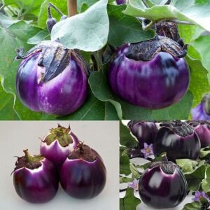 Violetta di Firenze Patlıcan Tohumu – İtalyan Atalık Mor-Beyaz Patlıcan