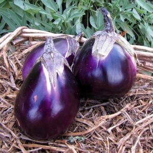 Violetta di Firenze Patlıcan Tohumu – İtalyan Atalık Mor-Beyaz Patlıcan