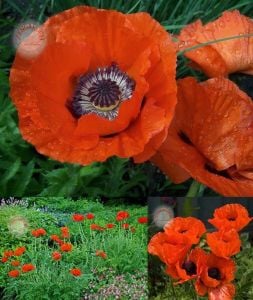 Gelincik tohumu papaver orientale kırmızı siyah gözlü