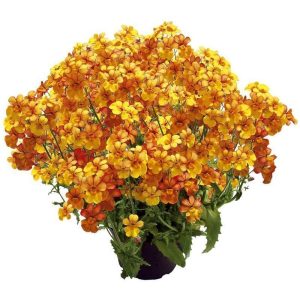 Turuncu nemezya çiçeği fidesi nemesia lyric orange