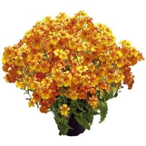 Turuncu nemezya çiçeği fidesi nemesia lyric orange