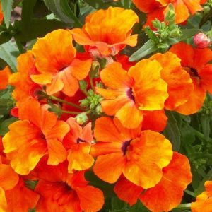 Turuncu nemezya çiçeği fidesi nemesia lyric orange