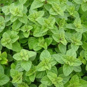 Yunan Kekiği Tohumu – Origanum vulgare hirtum | Yoğun Aromalı Akdeniz Kekiği