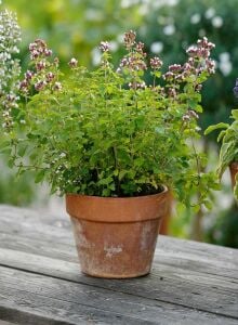 Yunan Kekiği Tohumu – Origanum vulgare hirtum | Yoğun Aromalı Akdeniz Kekiği