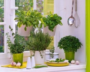 Yunan Kekiği Tohumu – Origanum vulgare hirtum | Yoğun Aromalı Akdeniz Kekiği