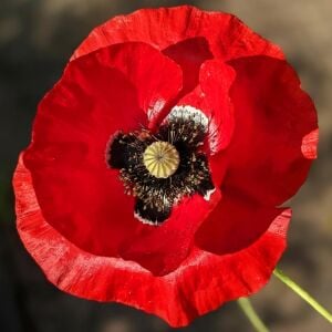 Anadolu gelinciği tohumu gelincik papaver