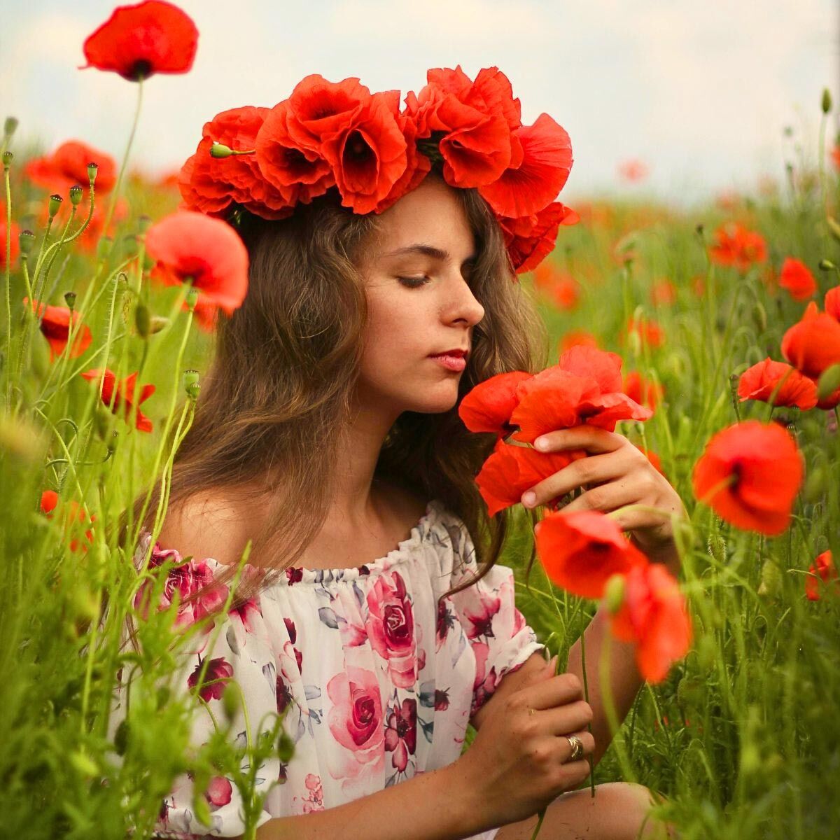 Anadolu gelinciği tohumu gelincik papaver