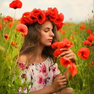 Anadolu gelinciği tohumu gelincik papaver