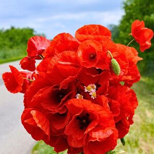 Anadolu gelinciği tohumu gelincik papaver
