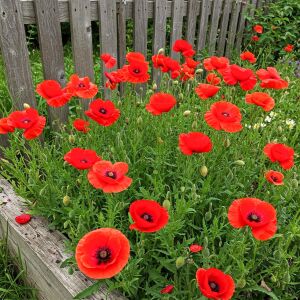 Anadolu gelinciği tohumu gelincik papaver