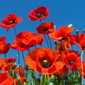 Anadolu gelinciği tohumu gelincik papaver