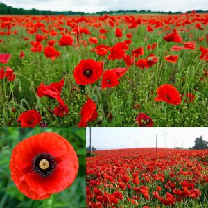 Anadolu gelinciği tohumu gelincik papaver
