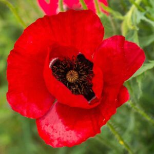 Anadolu gelinciği tohumu gelincik papaver