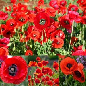 Anadolu gelinciği tohumu gelincik papaver