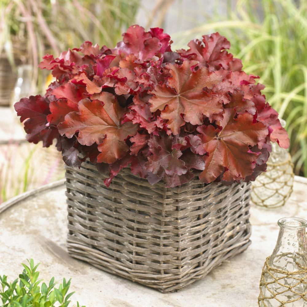 Heuchera fidesi boysenberry indian summer - 259,30 TL