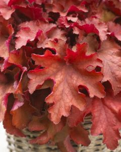 Boysenberry heuchera fidesi indian summer serisi