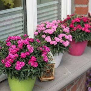 Kokulu pembe tonları bodur karanfil fidesi dianthus sweet pleasure peppermint
