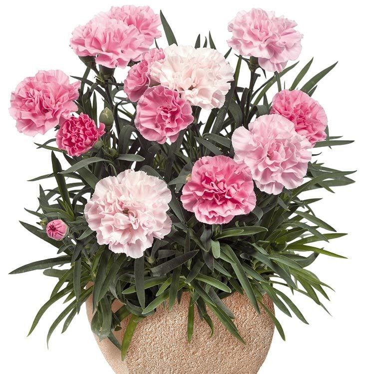 Kokulu pembe tonları bodur karanfil fidesi dianthus sweet pleasure peppermint