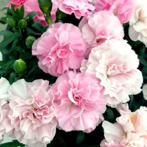 Kokulu pembe tonları bodur karanfil fidesi dianthus sweet pleasure peppermint