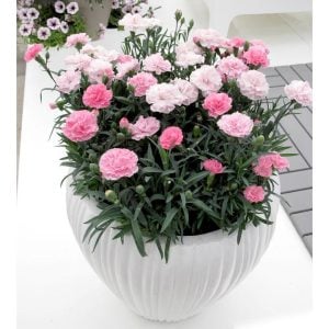 Kokulu pembe tonları bodur karanfil fidesi dianthus sweet pleasure peppermint