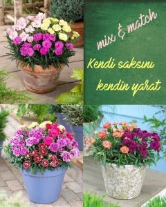 Kokulu pembe tonları bodur karanfil fidesi dianthus sweet pleasure peppermint