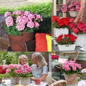 3 adet Sarkan Sardunya Fidesi Summer Lovers Mix