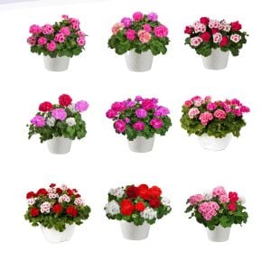 3 adet Sarkan Sardunya Fidesi Summer Lovers Mix