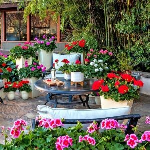 3 adet Sarkan Sardunya Fidesi Summer Lovers Mix