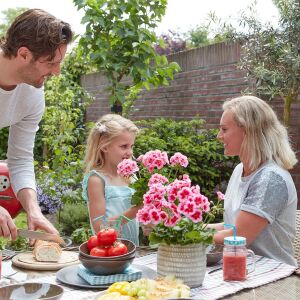 3 adet Sarkan Sardunya Fidesi Summer Lovers Mix