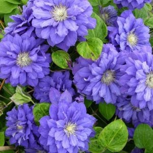 Azure Ball clematis fidanı orman asması sarmaşık