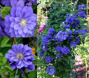 Azure Ball clematis fidanı orman asması sarmaşık