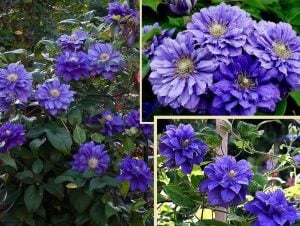 Azure Ball clematis fidanı orman asması sarmaşık