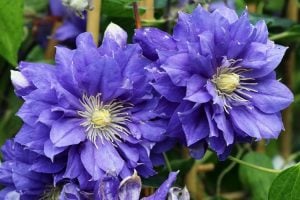 Azure Ball clematis fidanı orman asması sarmaşık
