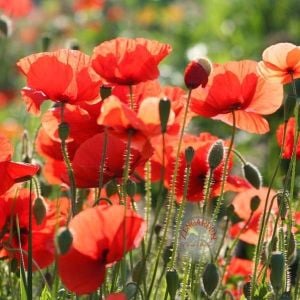 Türk gelinciği tohumu papaver dubium turkish poppy