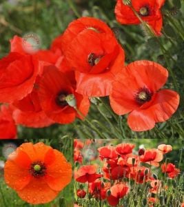 Türk gelinciği tohumu papaver dubium turkish poppy