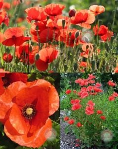 Türk gelinciği tohumu papaver dubium turkish poppy