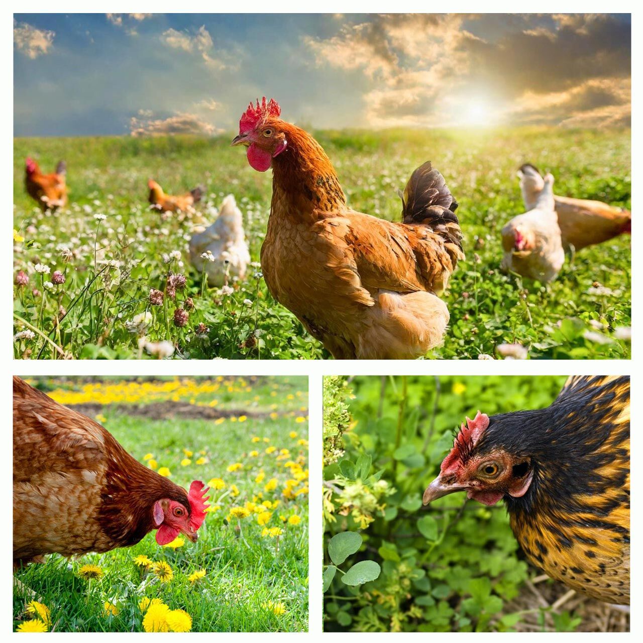 Gezen Tavuk için otlak bitkileri tohum karışımı