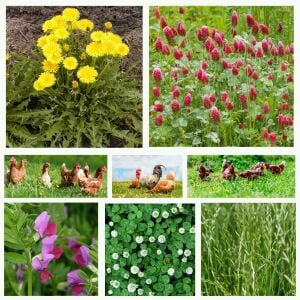 Gezen Tavuk için otlak bitkileri tohum karışımı