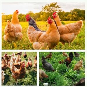 Gezen Tavuk için otlak bitkileri tohum karışımı