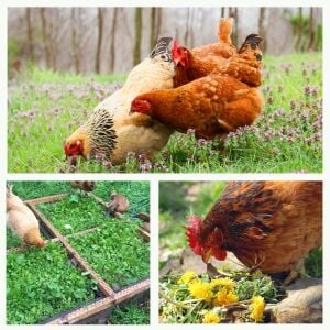Gezen Tavuk için otlak bitkileri tohum karışımı