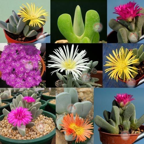 Cheiridopsis sp. çiçekli sukkulent tohumu karışımı succulent