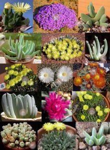 Cheiridopsis sp. çiçekli sukkulent tohumu karışımı succulent