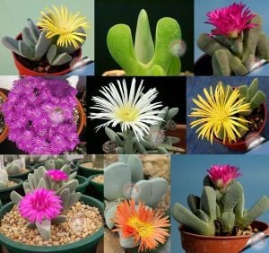 Cheiridopsis sp. çiçekli sukkulent tohumu karışımı succulent