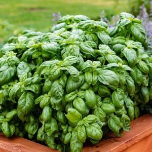 Geleneksel ceneviz fesleğeni tohumu sweet Genovese basil